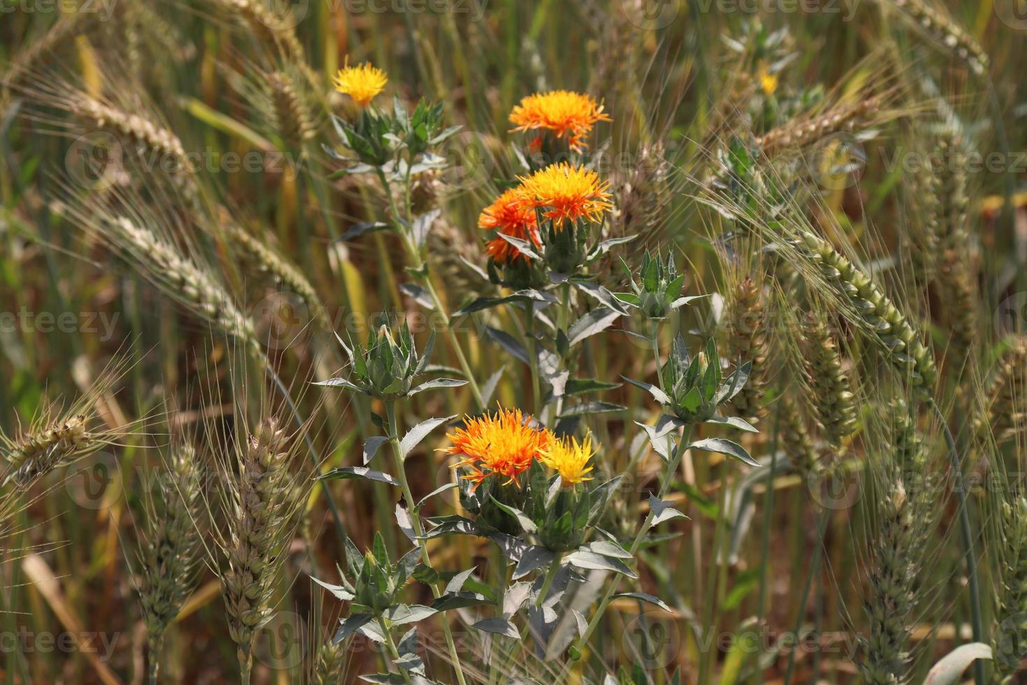 Gelb gefärbte schöne Blumennahaufnahme foto