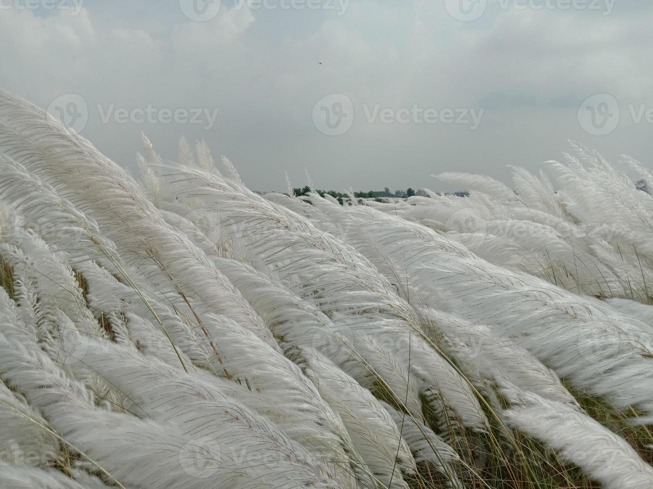 weiße schöne Kätzchenblume foto