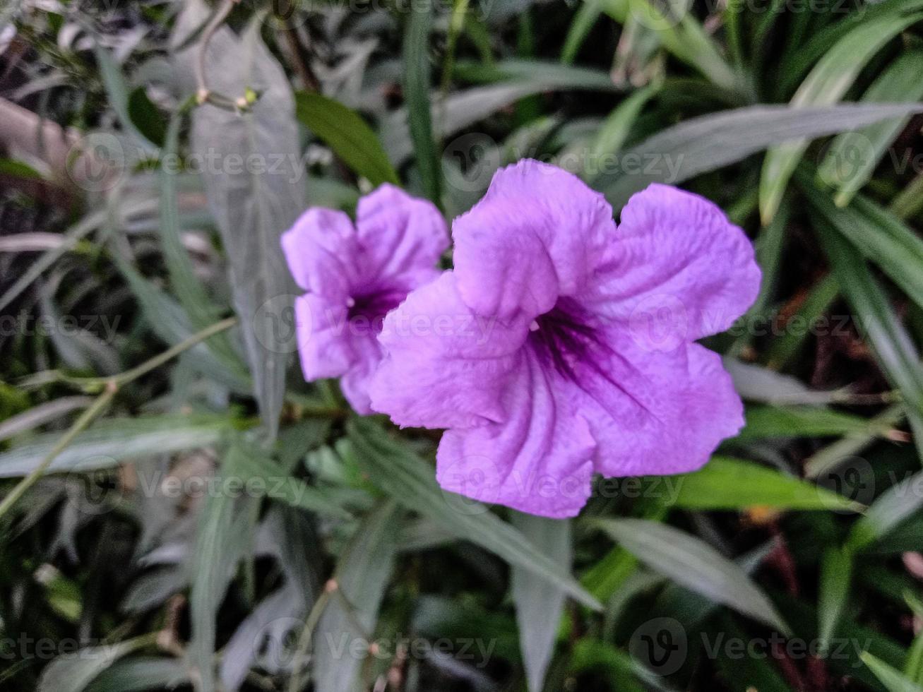 violette Blume mit grünem Baum foto