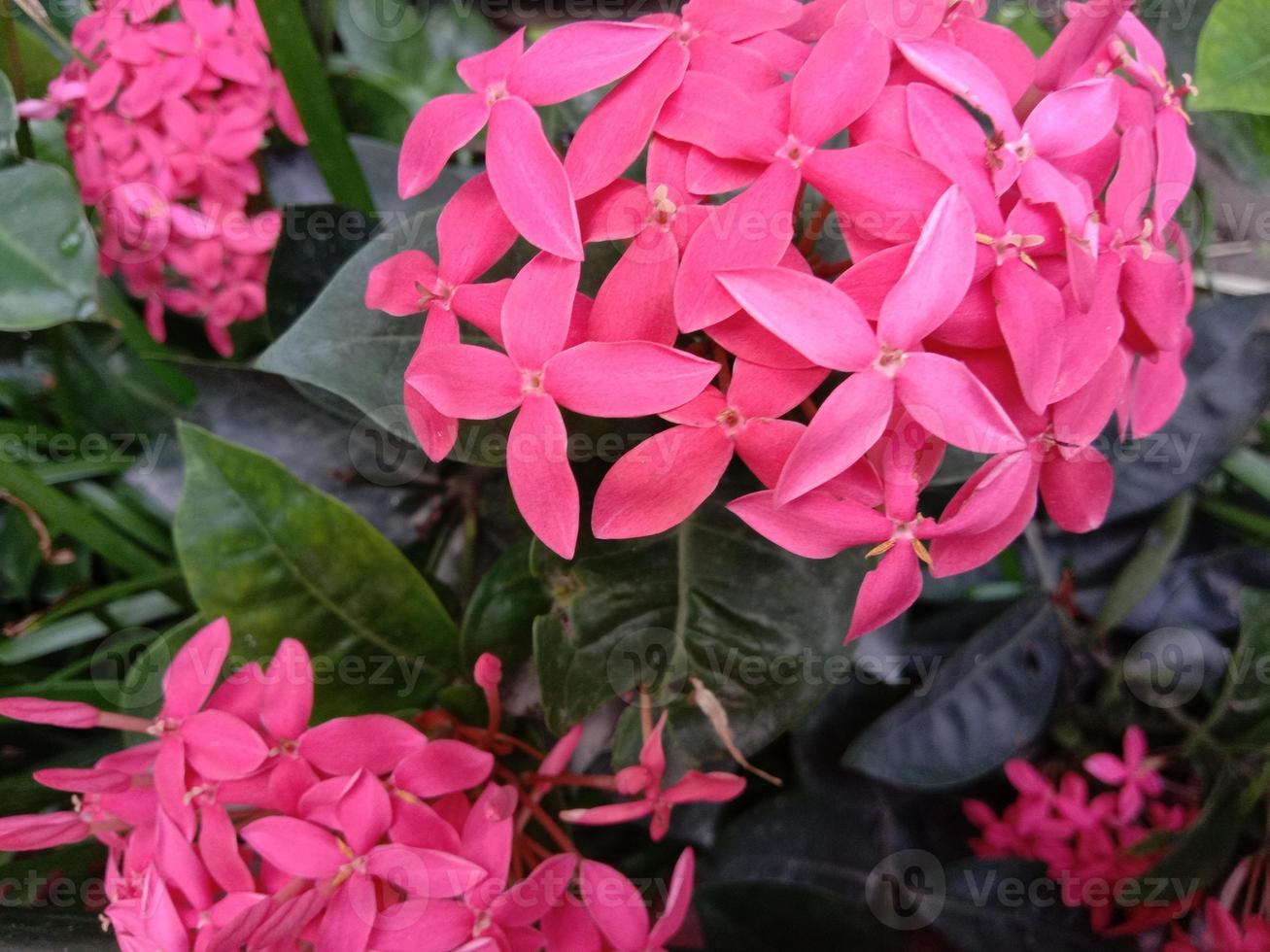 rosafarbene Blume mit grünem Baum foto