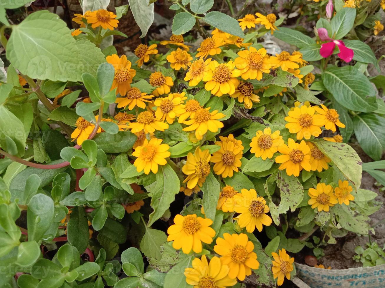 gelbe Farbe Blume mit grünem Baum foto