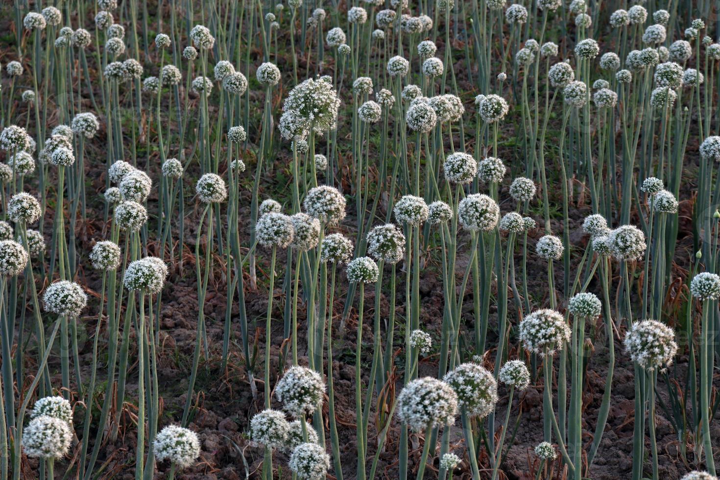 weiße Zwiebelblüte auf festem foto