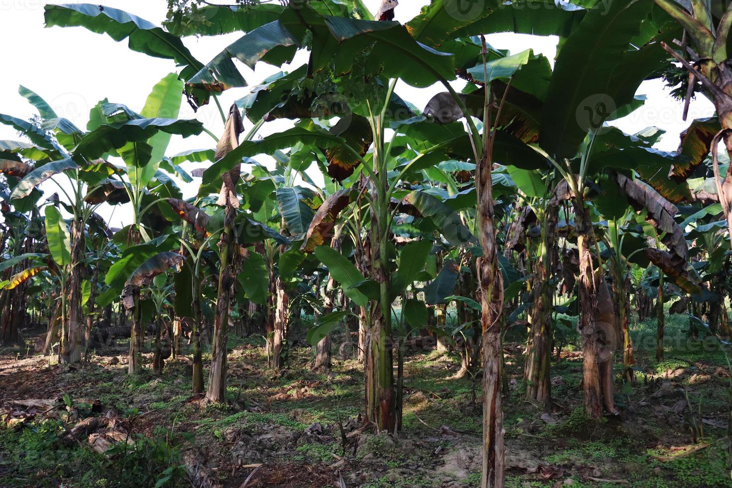 grün gefärbter Bananenbaumbestand foto