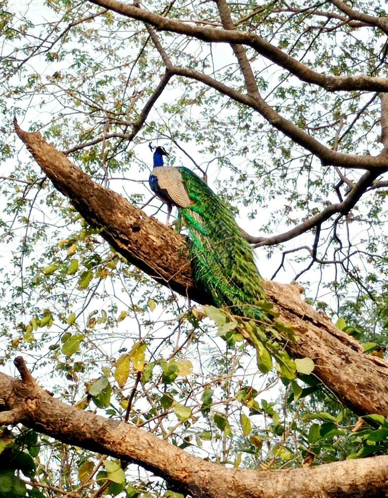 indisch Pfau Pavo Cristatus, ebenfalls bekannt wie das verbreitet Pfau, und Blau Pfau- Pfau- Sitzung im ein Baum foto