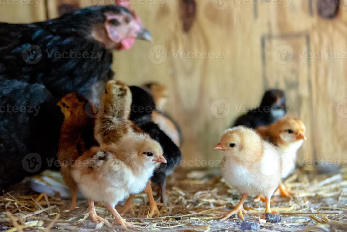 Hühnermutter mit Küken foto