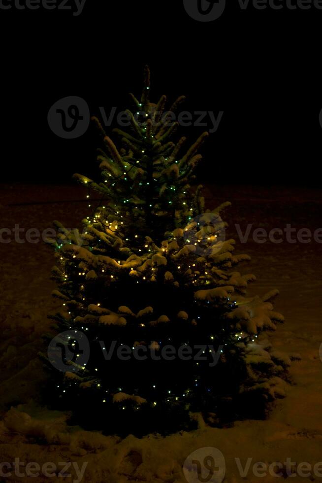 Weihnachten Baum Nacht foto