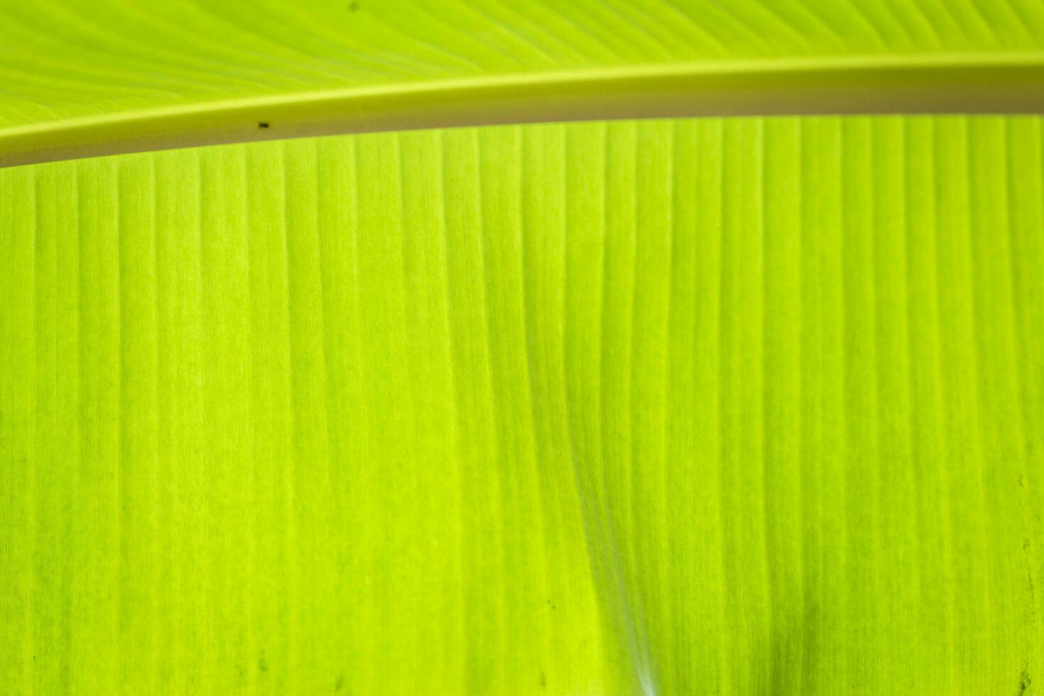 grünes Bananenblatt tropischer Palmenlaubbeschaffenheitshintergrund. foto