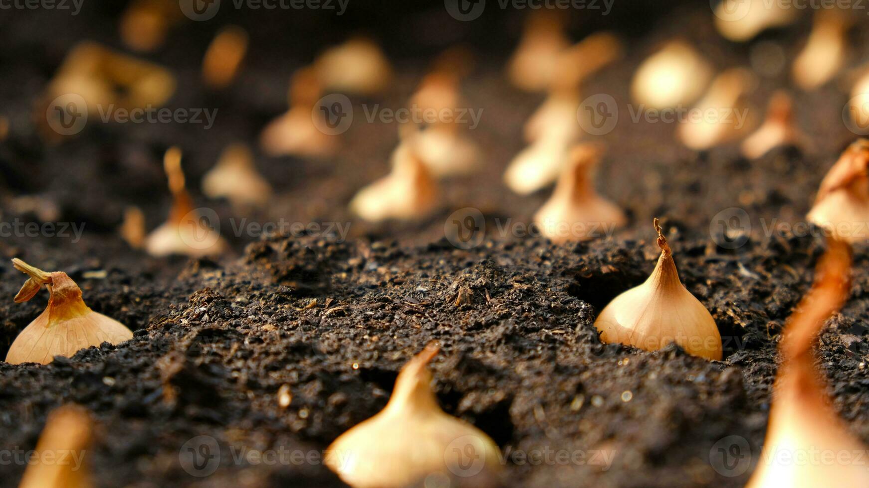 Nahansicht Zwiebel setzt zum Pflanzen im frisch dunkel Boden. früh Frühling Vorbereitungen zum Garten Jahreszeit. das Prozess von Aussaat Zwiebel Saat im öffnen Boden. Wie zu wachsen Zwiebeln. Zwiebel Glühbirnen. selektiv Fokus. foto