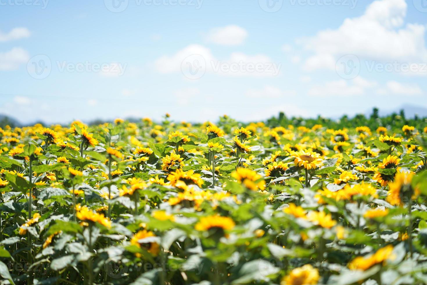 Sonnenblumenfeld mit blauem Himmel foto