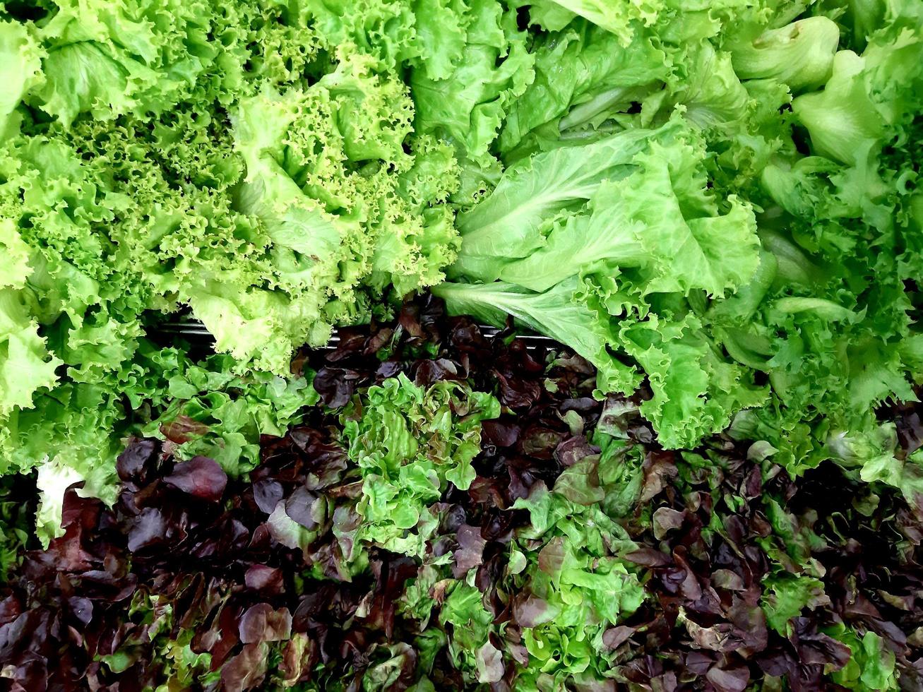 Rotes und grünes Eichensalatfeld in der Landwirtschaftsfarm für den Hintergrund. grüne Salatblätter. Foto Textur Makro.