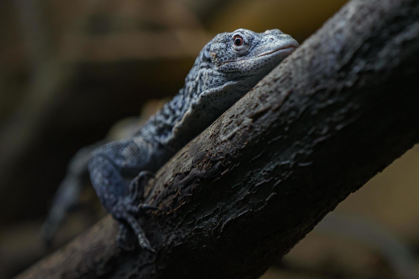 blau gesprenkelter Baummonitor foto