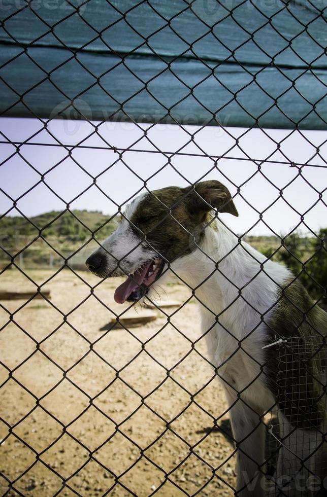 verlassene und eingesperrte Hunde foto