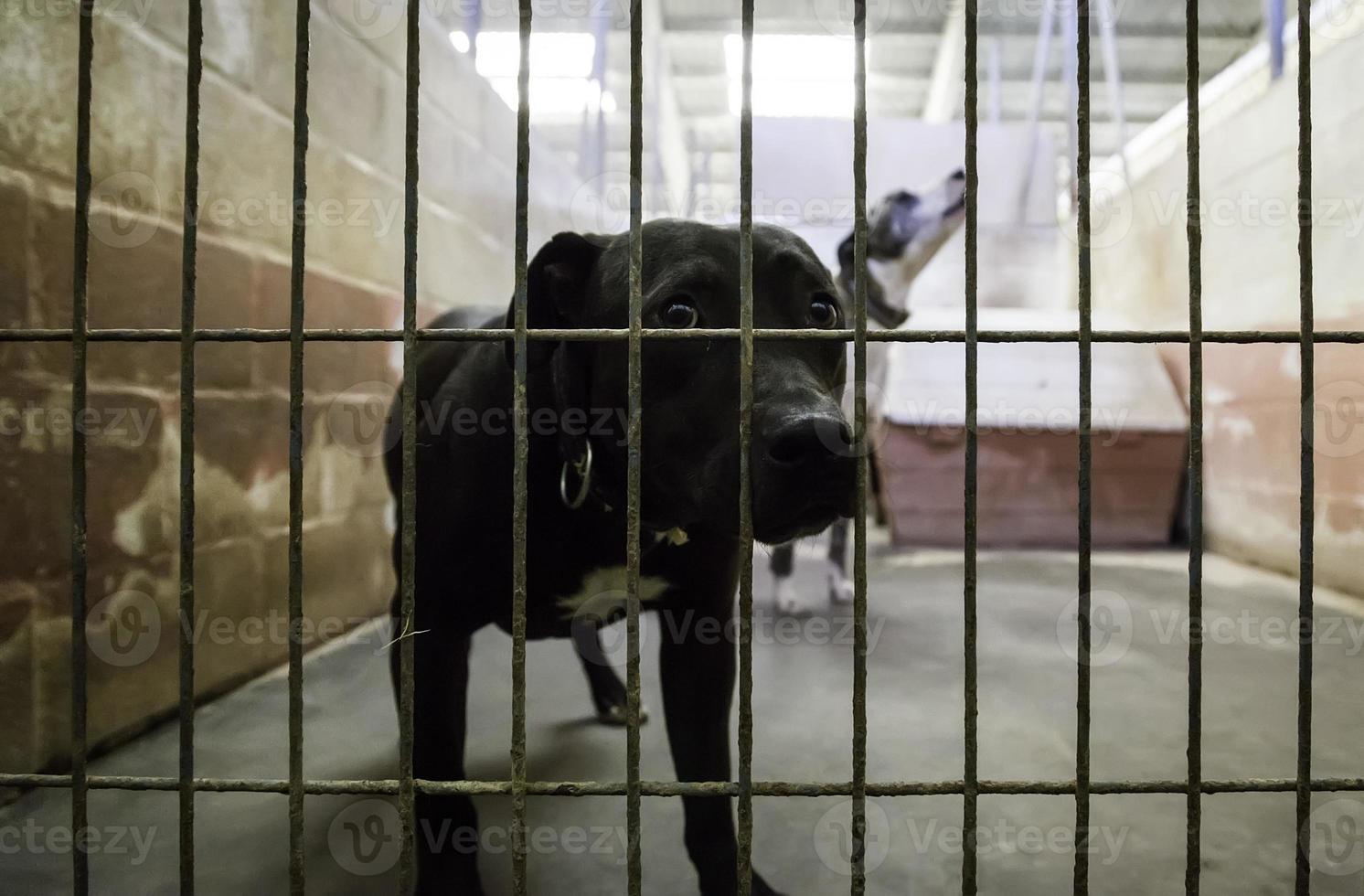 verlassene und eingesperrte Hunde foto