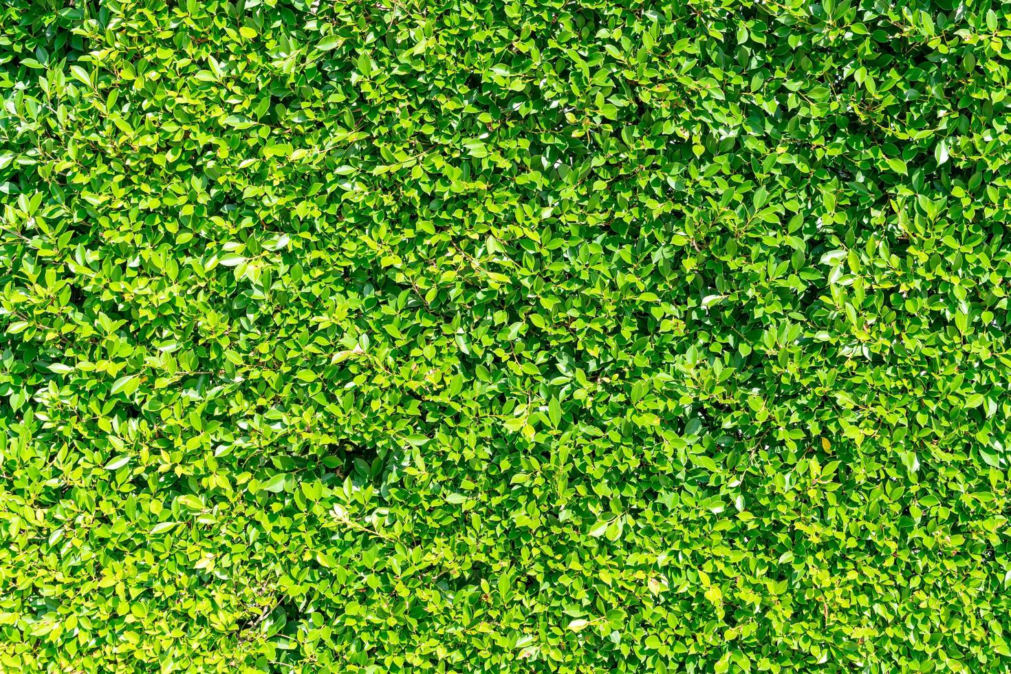 schöne grüne Baumwandbeschaffenheit mit Kopienraum für Hintergrund foto