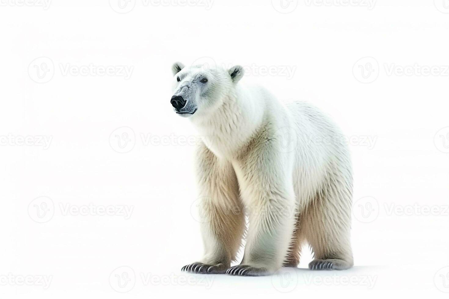 Polar- Bär isoliert auf Weiß Hintergrund .generativ ai. foto