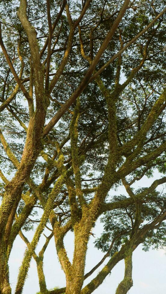 Baum Kofferraum gegen Blau Himmel foto