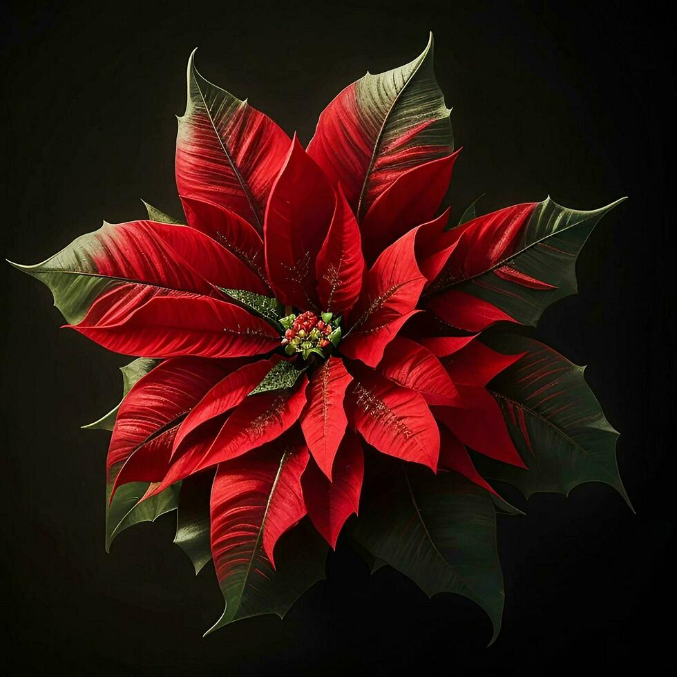 ein schön Weihnachtsstern Blume auf schwarz Hintergrund, oben Sicht, ai generativ foto