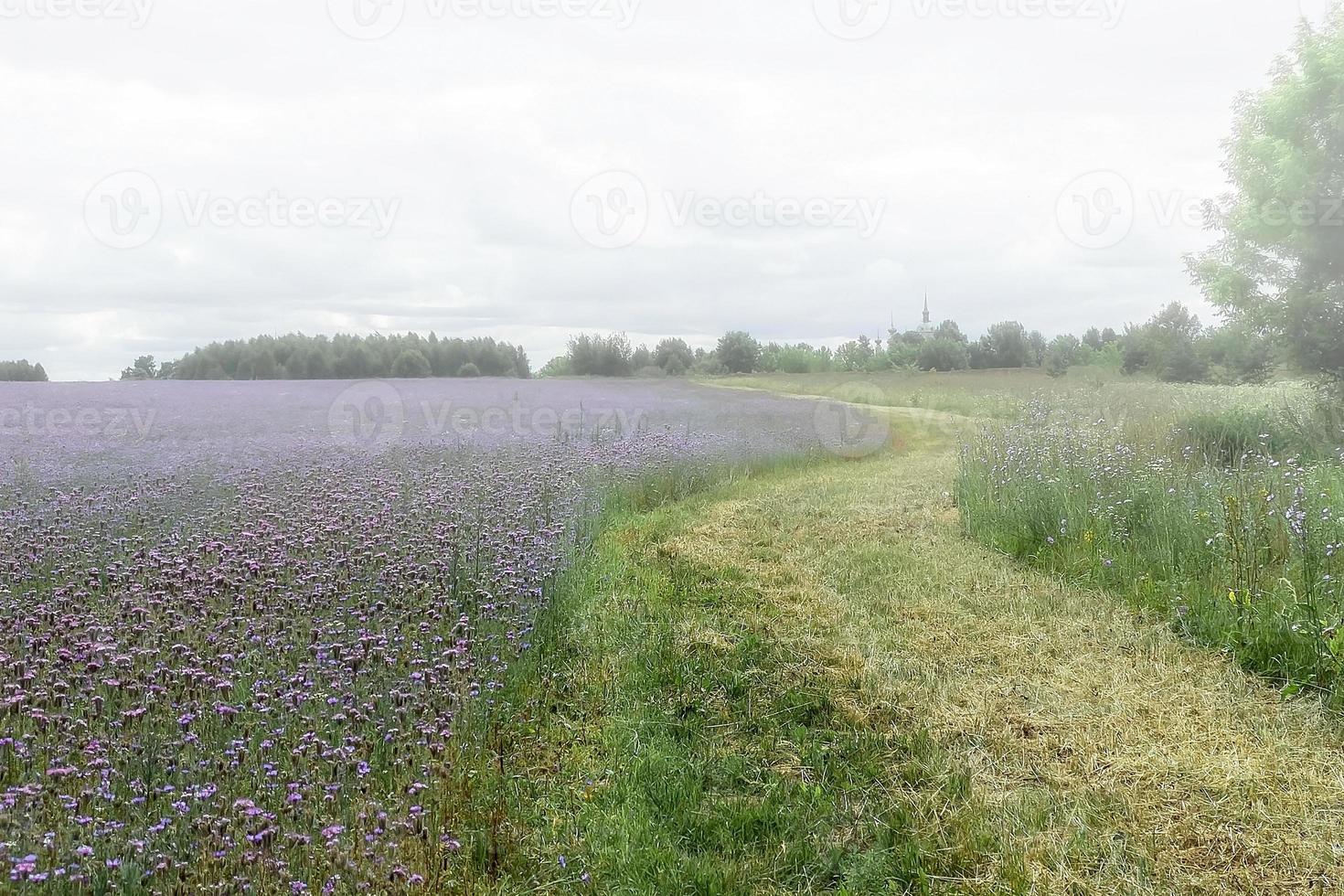 Feld mit lila Blumen im Nebel foto