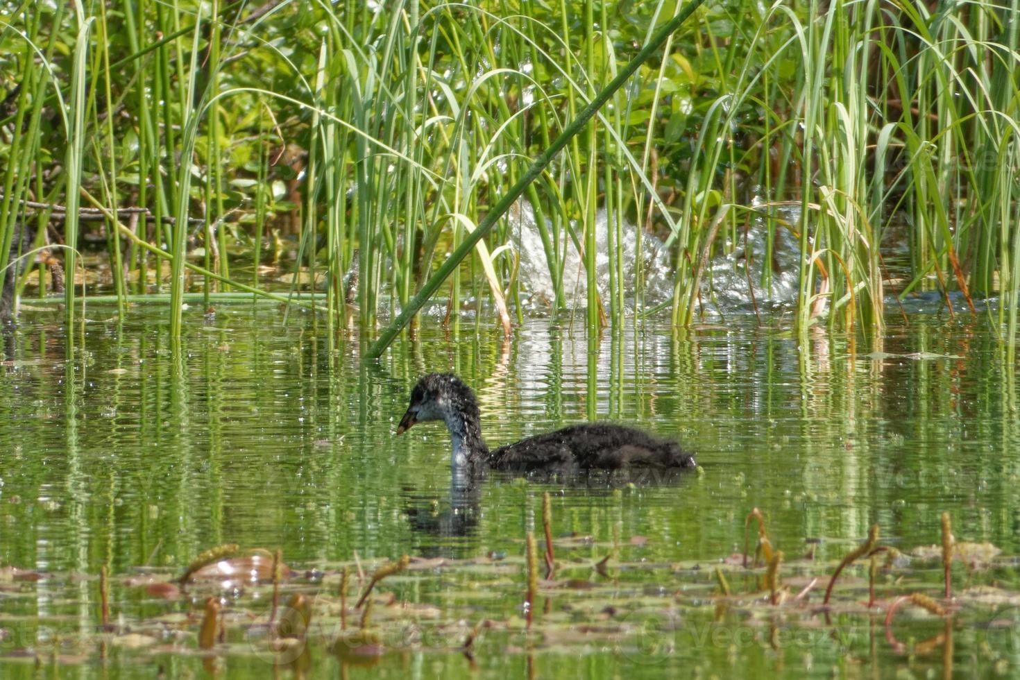 eurasisches Blässhuhn ist ein Mitglied der Familie der Rail- und Crake-Vögel. foto