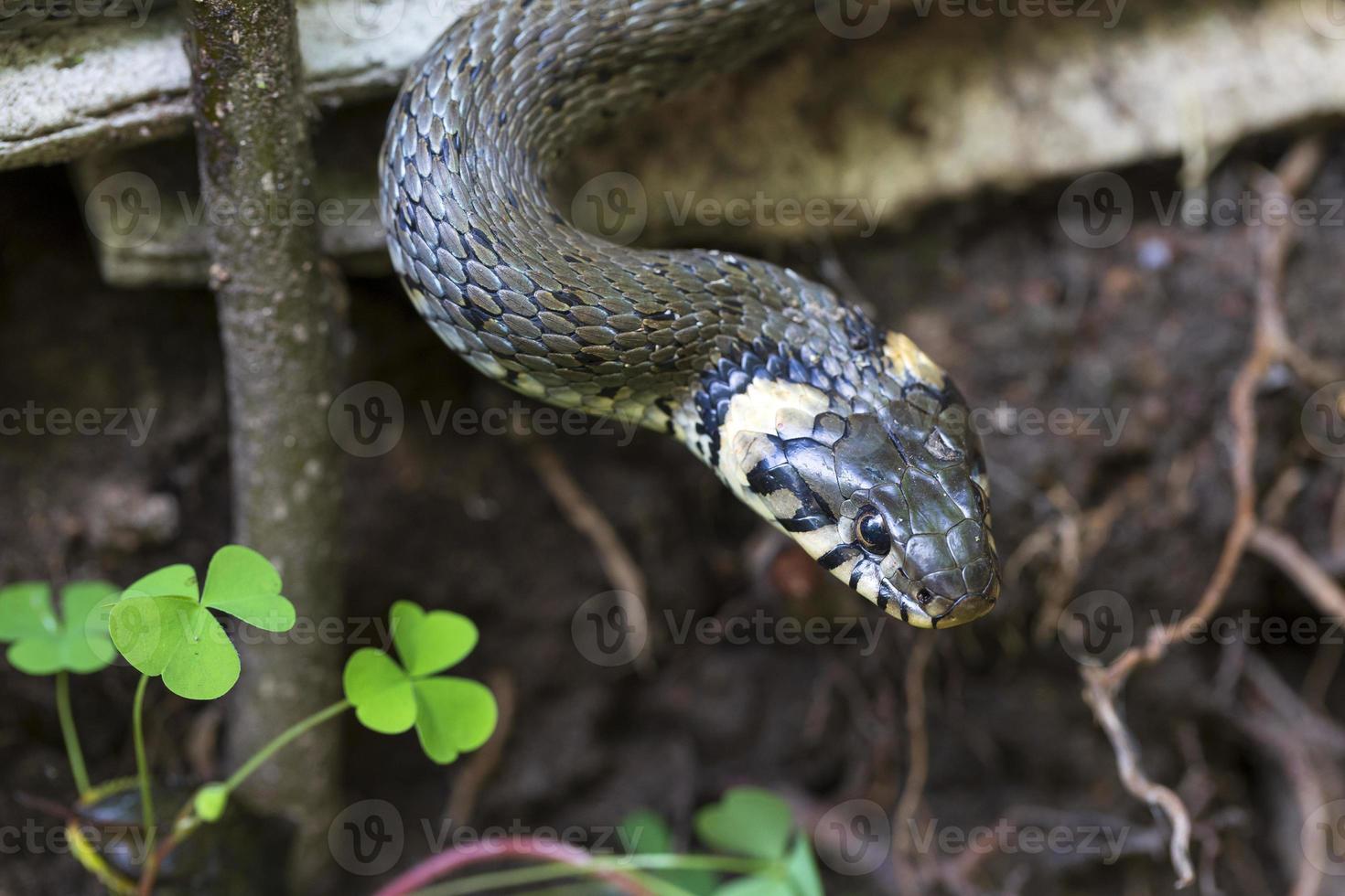 Halsbandschlange, Ringelnatter in der Natur, Natrix Natrix foto