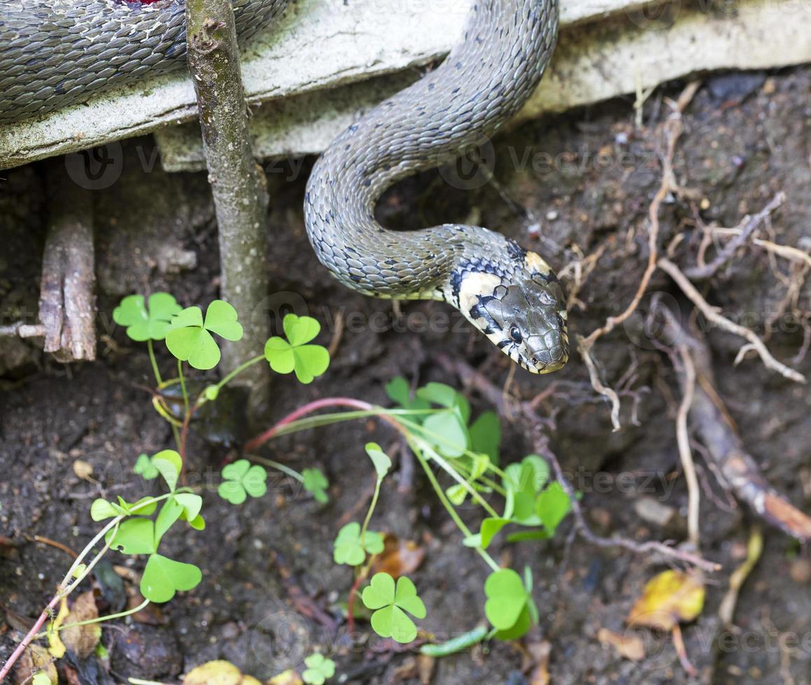 Halsbandschlange, Ringelnatter in der Natur, Natrix Natrix foto