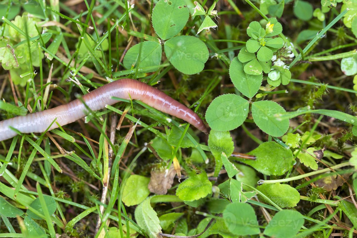 nützlicher Regenwurm in der Natur foto