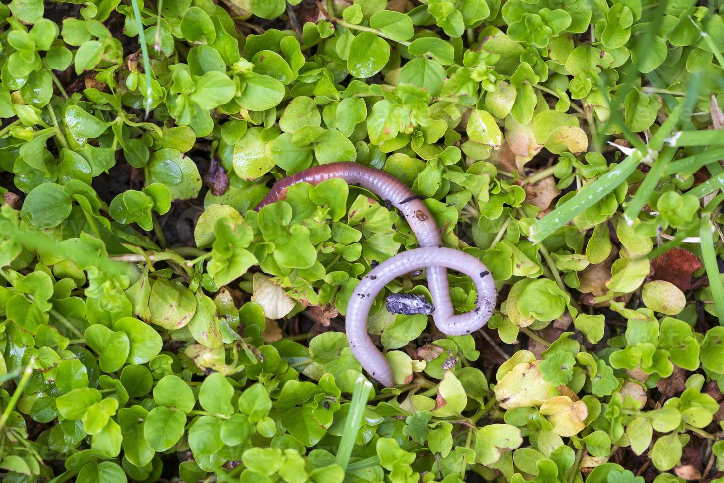 nützlicher Regenwurm in der Natur foto