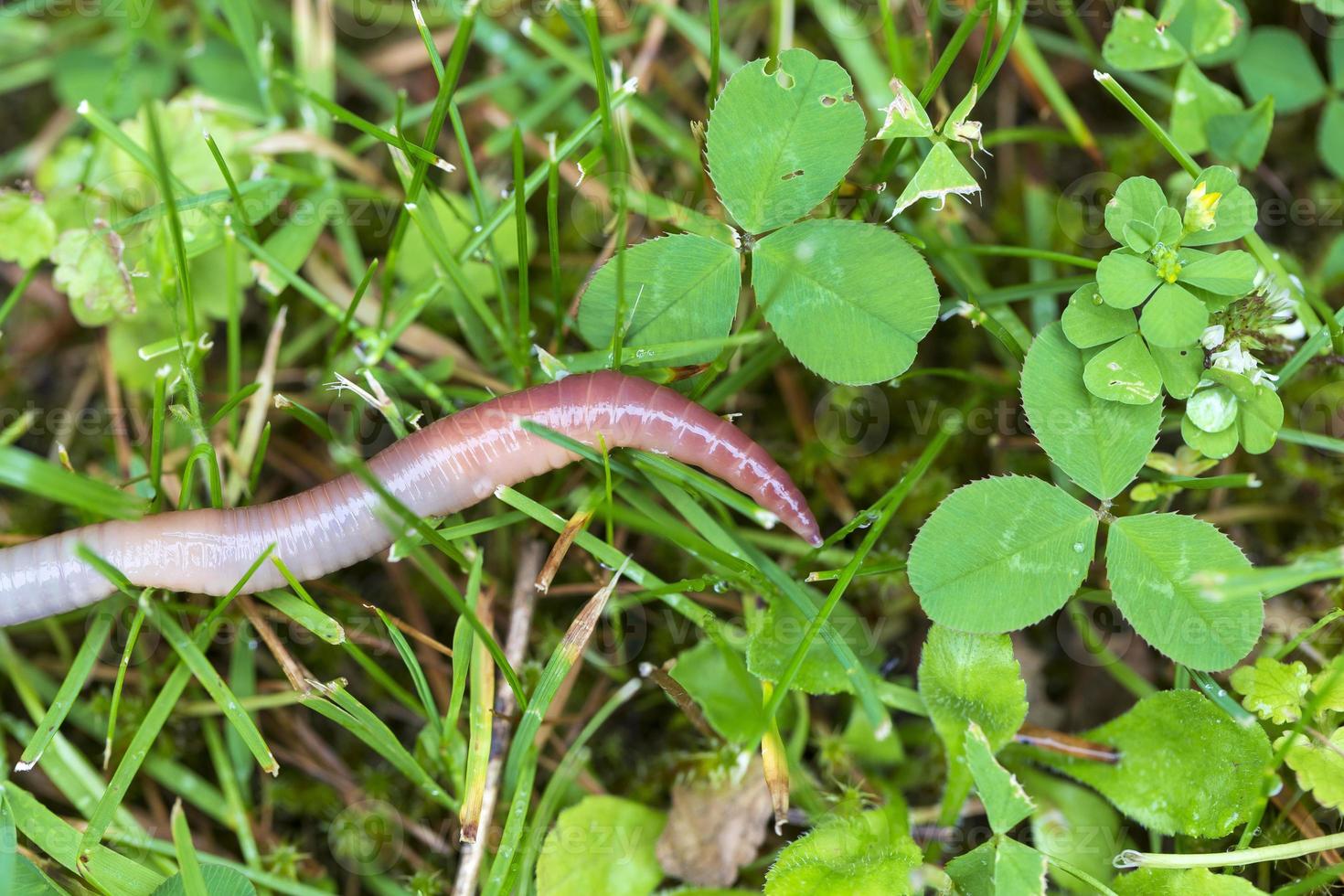 nützlicher Regenwurm in der Natur foto