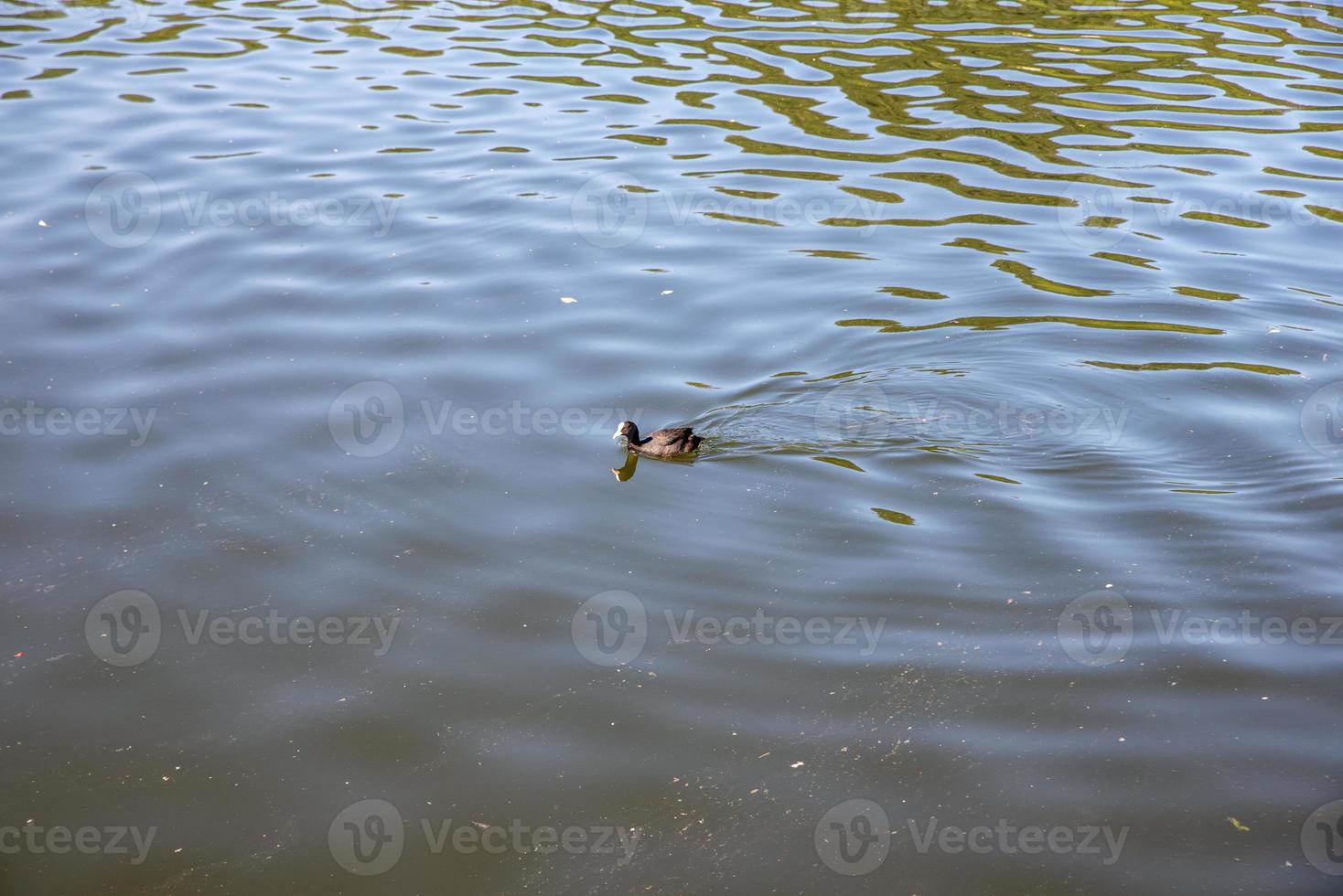 Ente oder Stockente im See foto