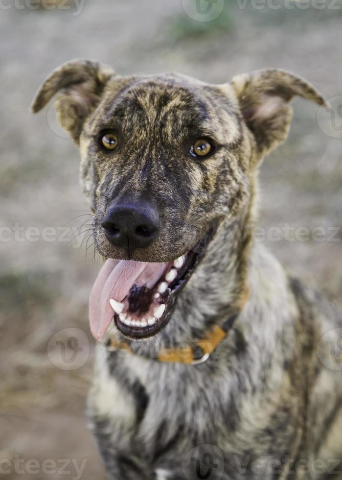 verlassene Hunde traurig foto