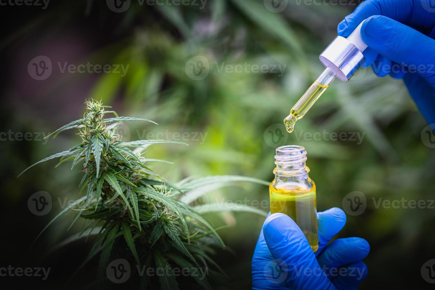 cbd hanföl, hand mit flasche Cannabisöl in pipette foto