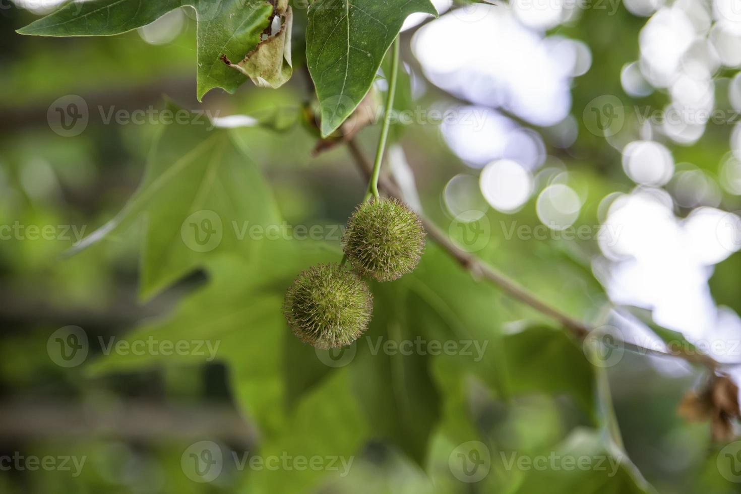 grüne Kastanien auf einem Baum foto