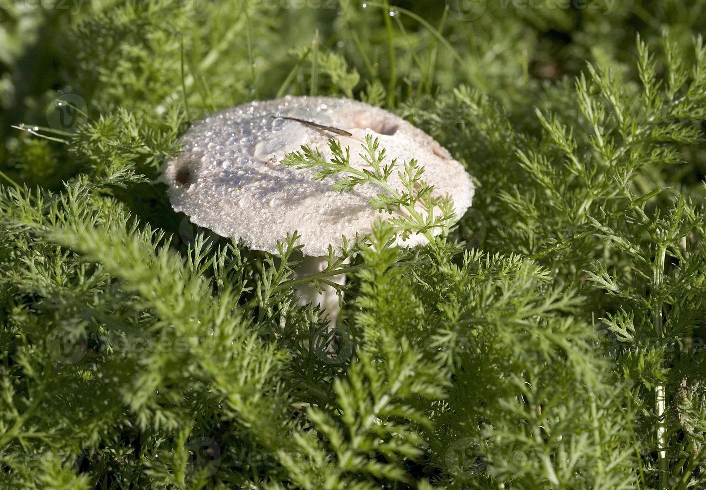 Pilz im Herbst foto