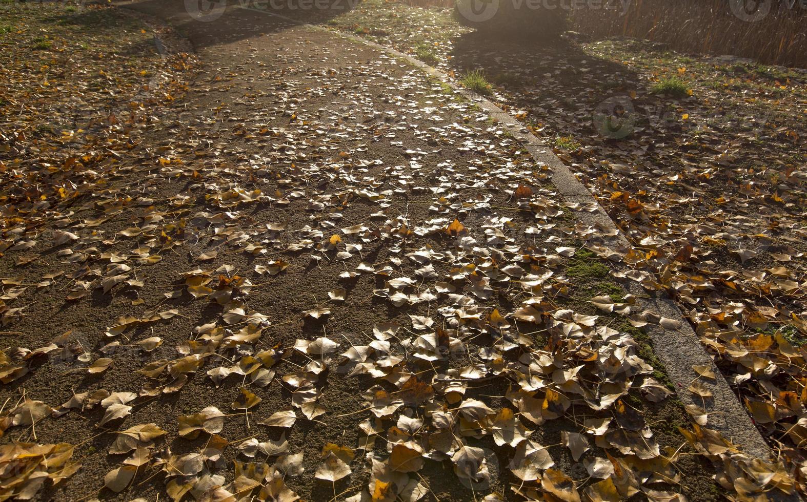 Herbstlaub auf dem Boden. foto