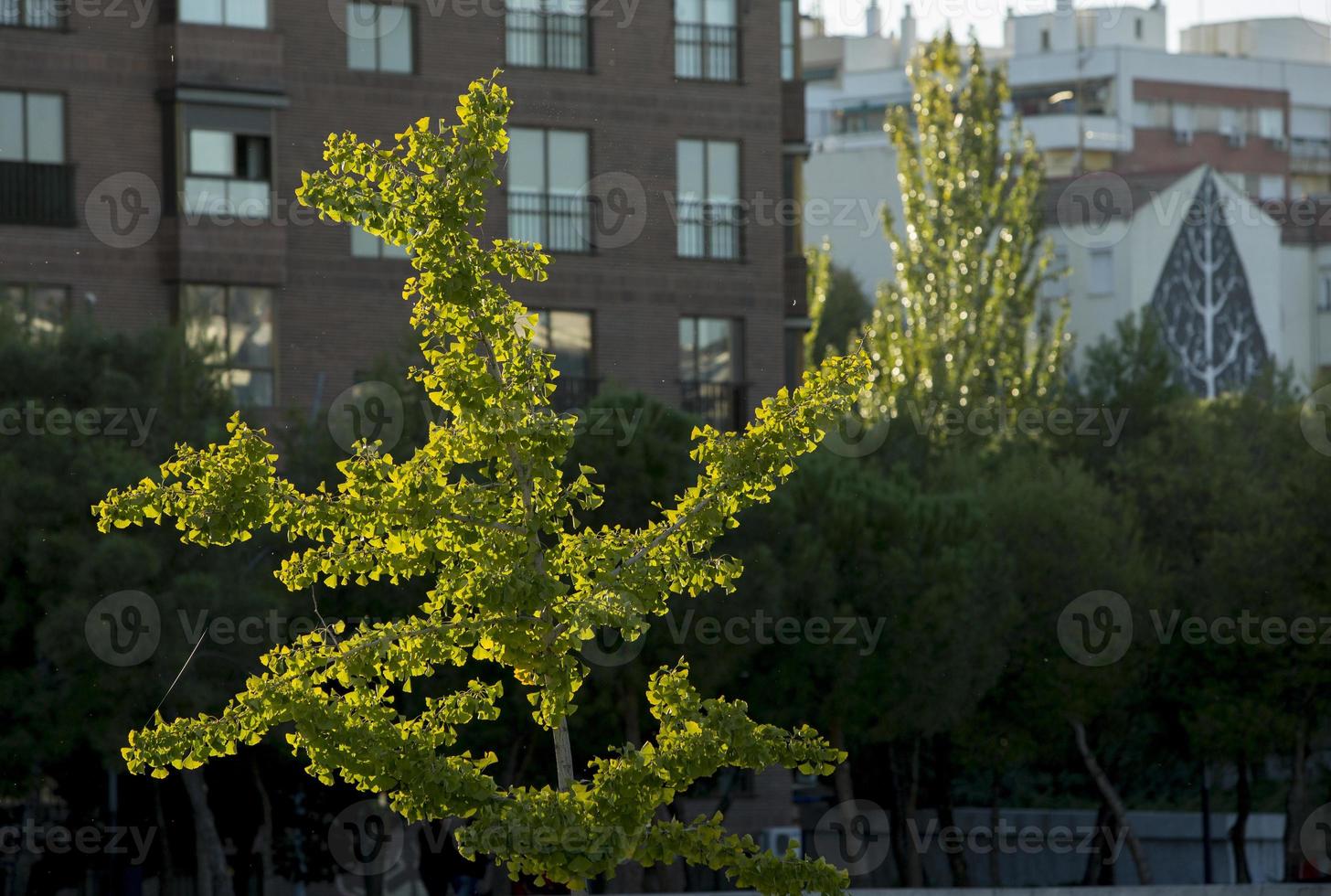 kleiner Baum im Herbst auf Stadthintergrund foto