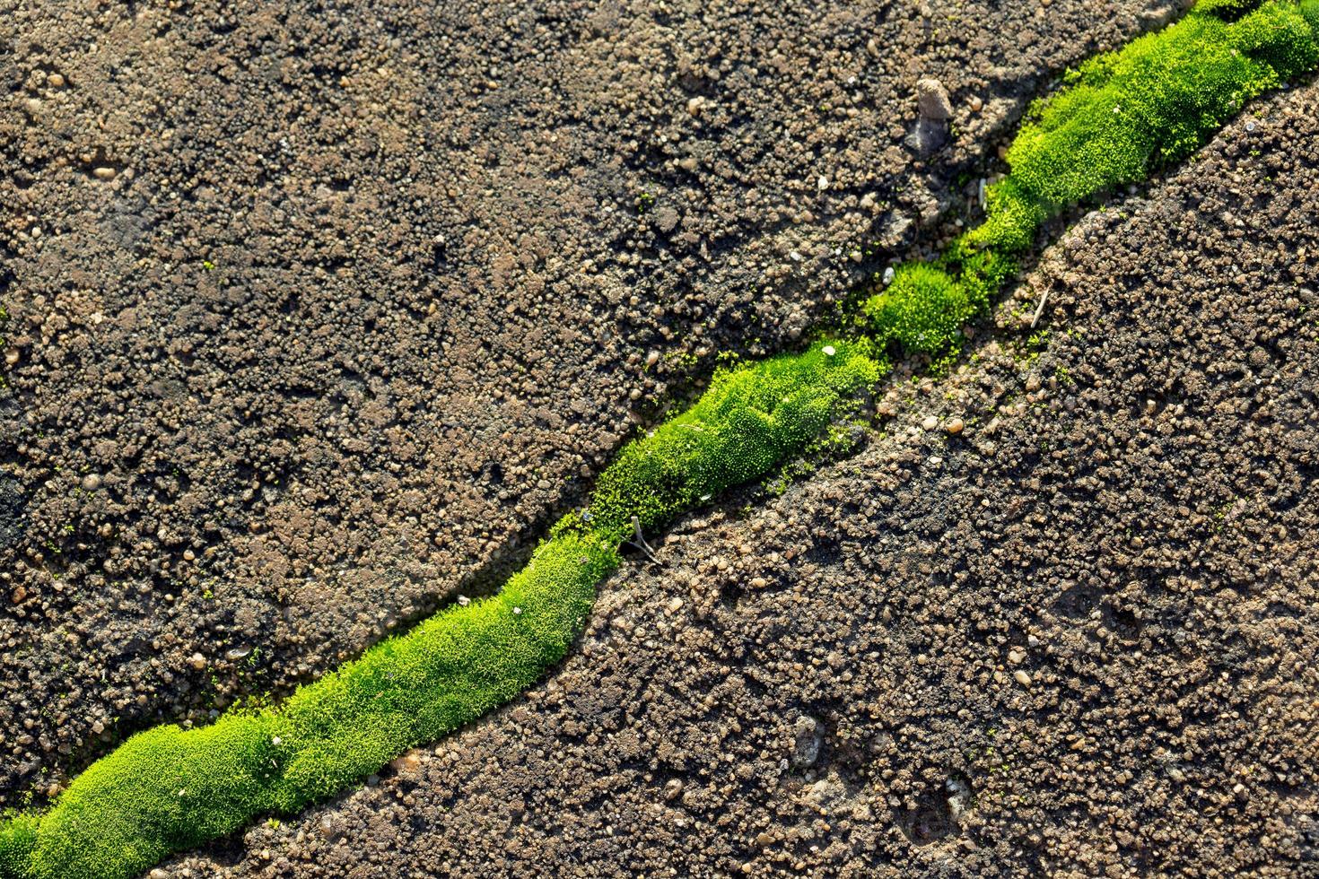 Weg aus grünem Moos auf dem Boden foto