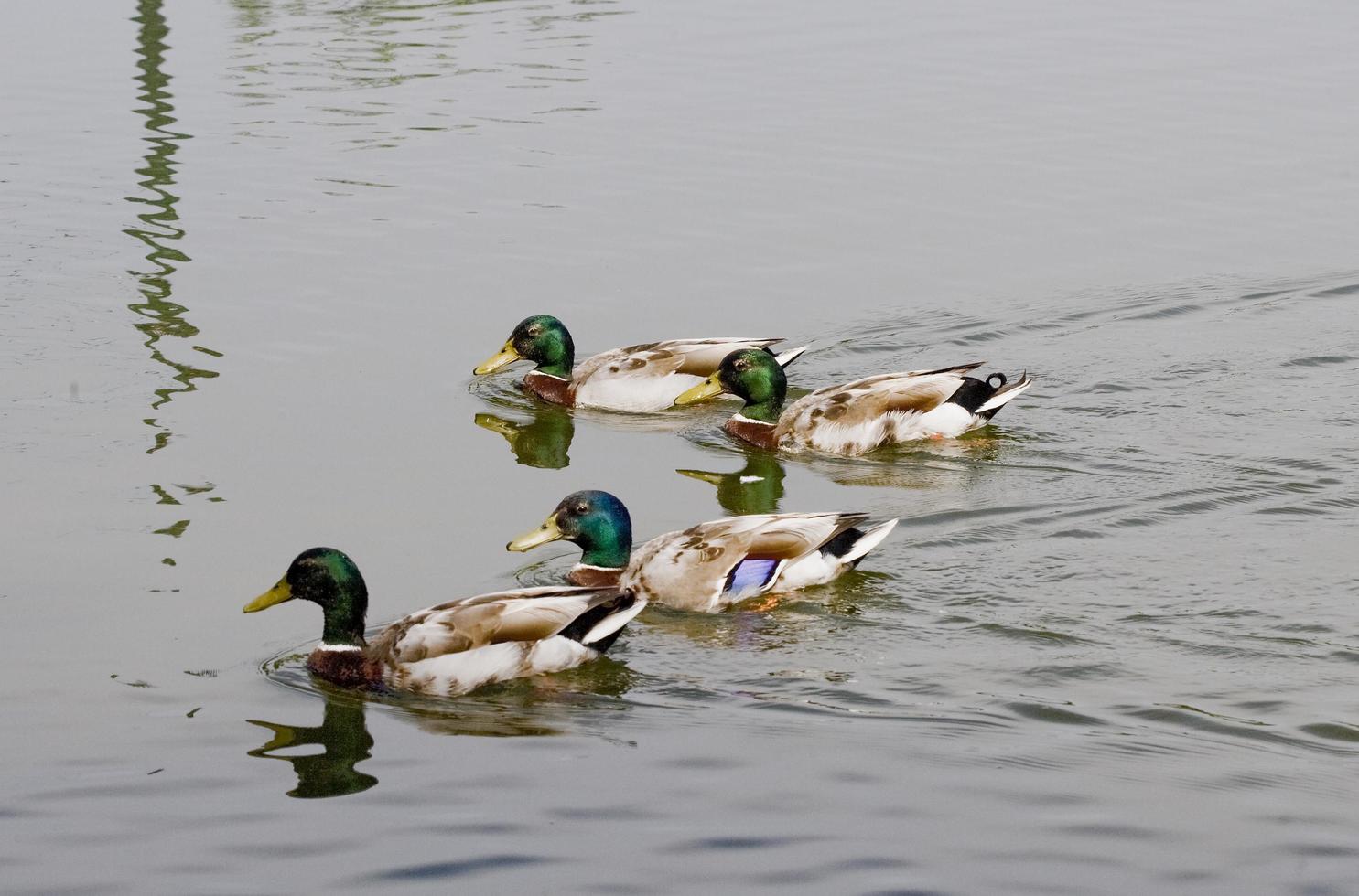 Enten schwimmen auf dem Lot-Fluss in Frankreich foto