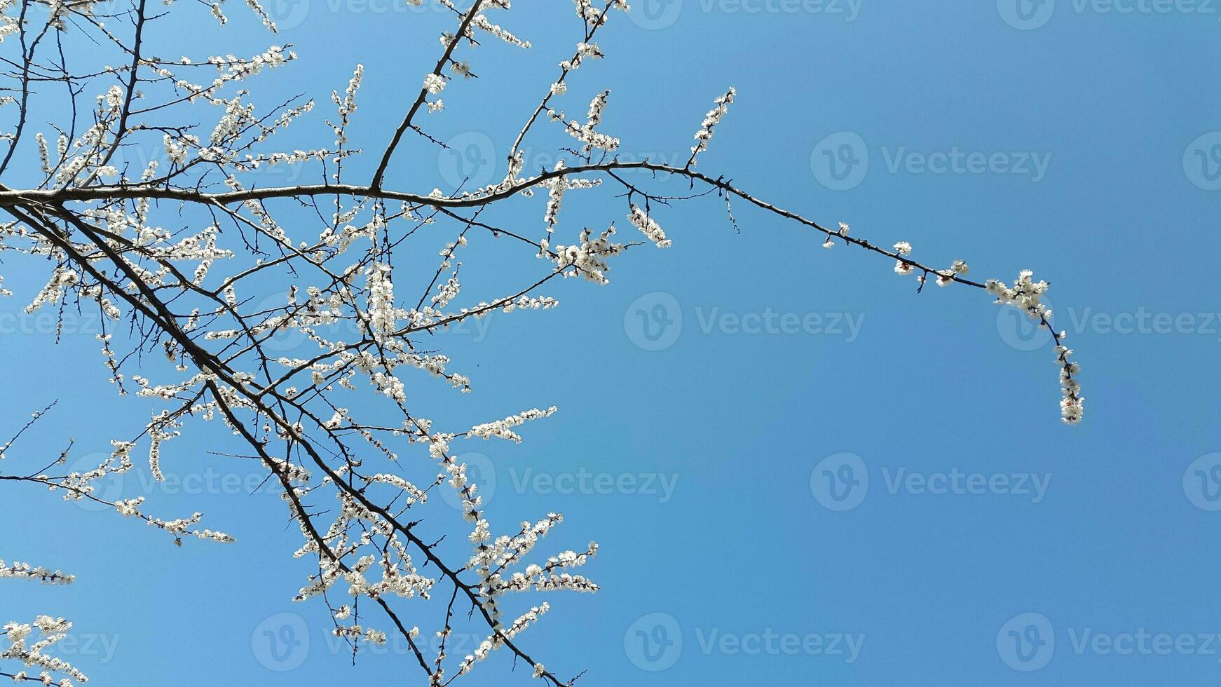 Blühen Aprikose gegen das Blau Himmel. Aprikose Baum Blumen. Spr foto