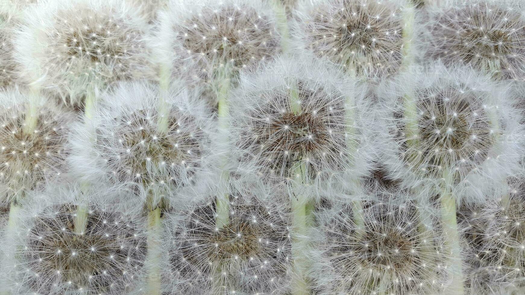 Hintergrund von reif Löwenzahn. Löwenzahn. flauschige Löwenzahn Saat foto