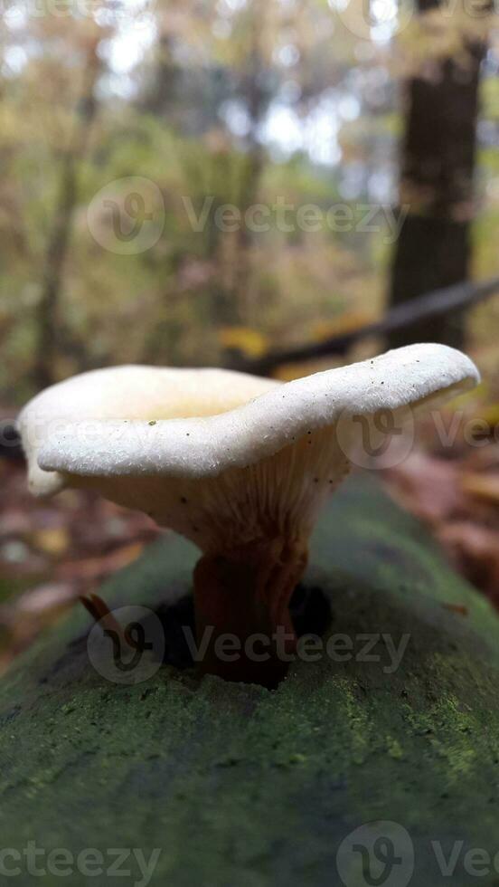 vergiften Pilz. Pilz Pilz auf ein verfault Baum Kofferraum foto