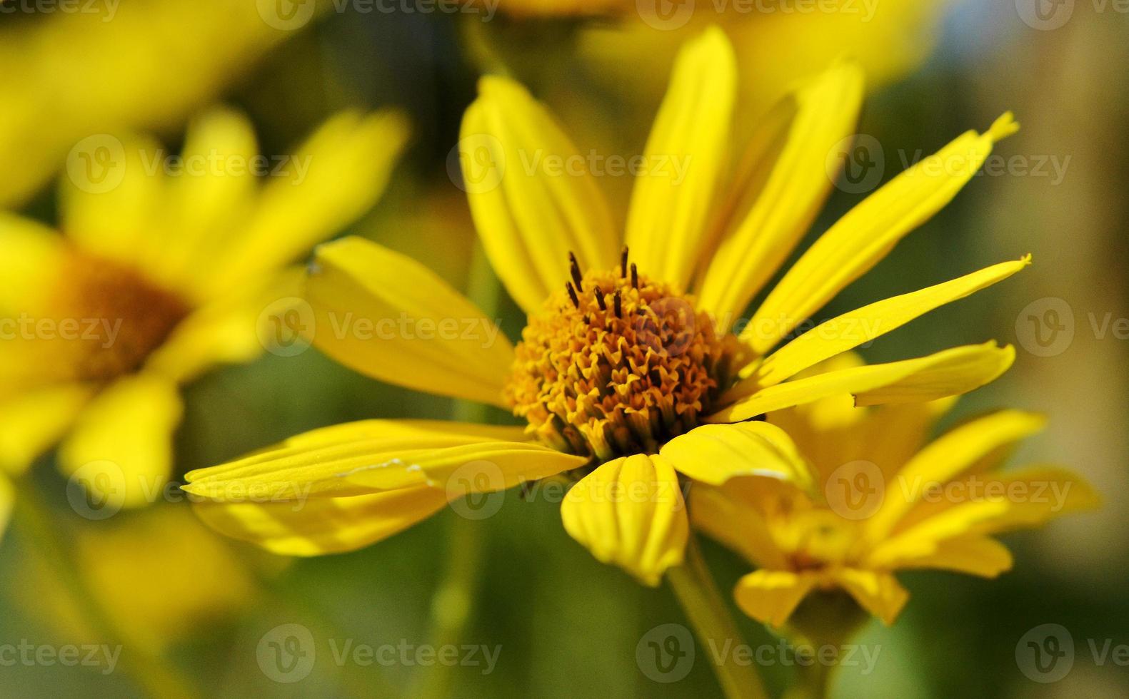 wilde Schönheitsblume mit Nektar, die in der Feldlandschaft blüht foto