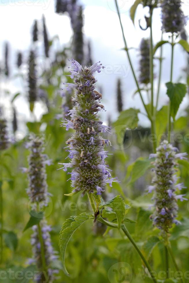 wilde Schönheitsblume mit Nektar, die in der Feldlandschaft blüht foto