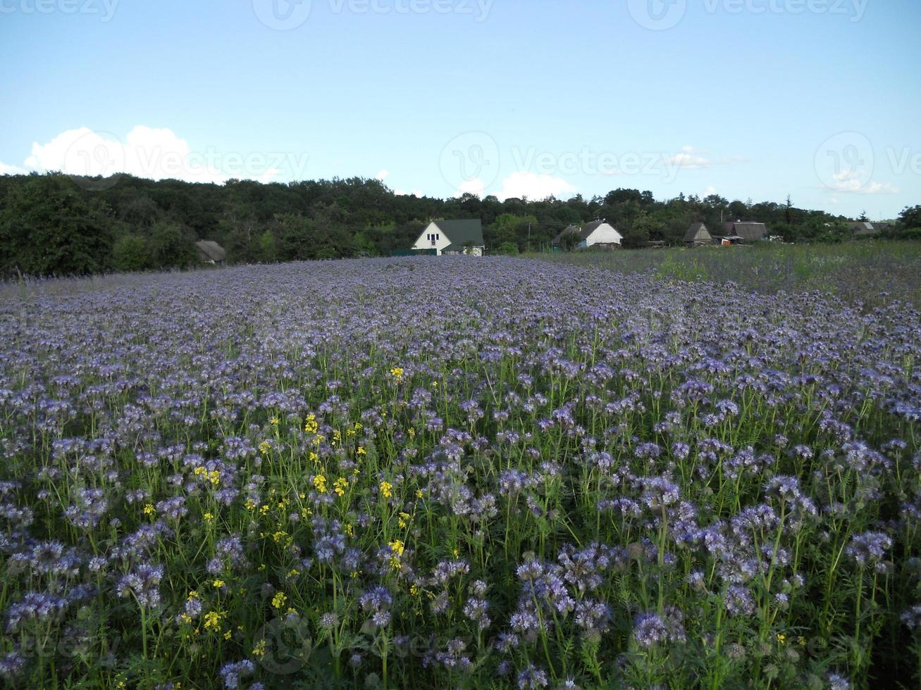 blühende Blume mit Blättern, lebendige natürliche Natur natural foto