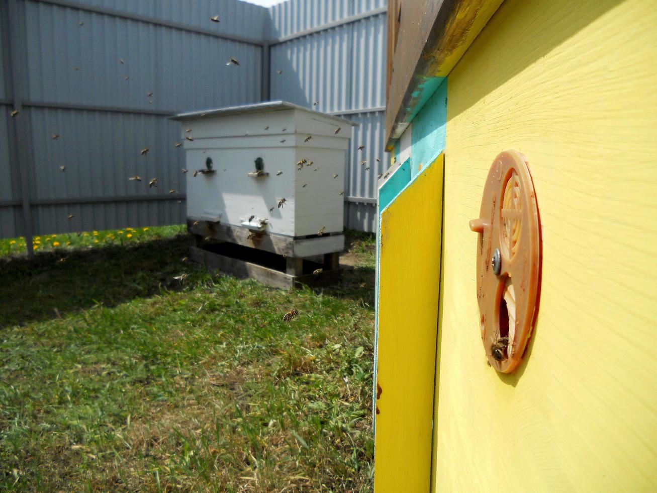 Hintergrund Sechseck Textur, Wachswabe aus einem Bienenstock gefüllt foto