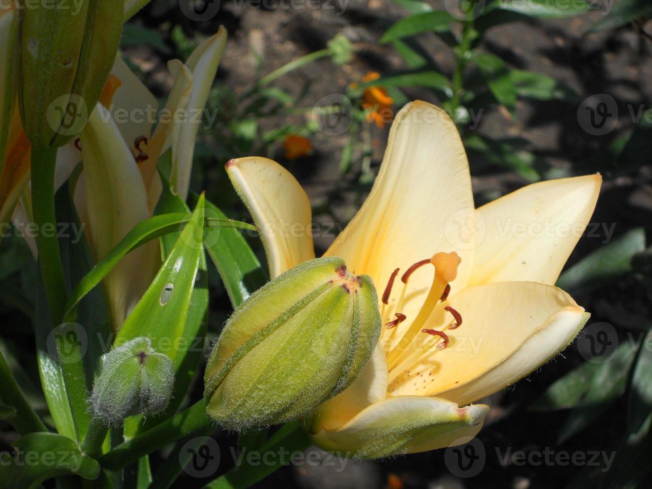 blühende Blumenlilie mit grünen Blättern, lebende natürliche Natur foto