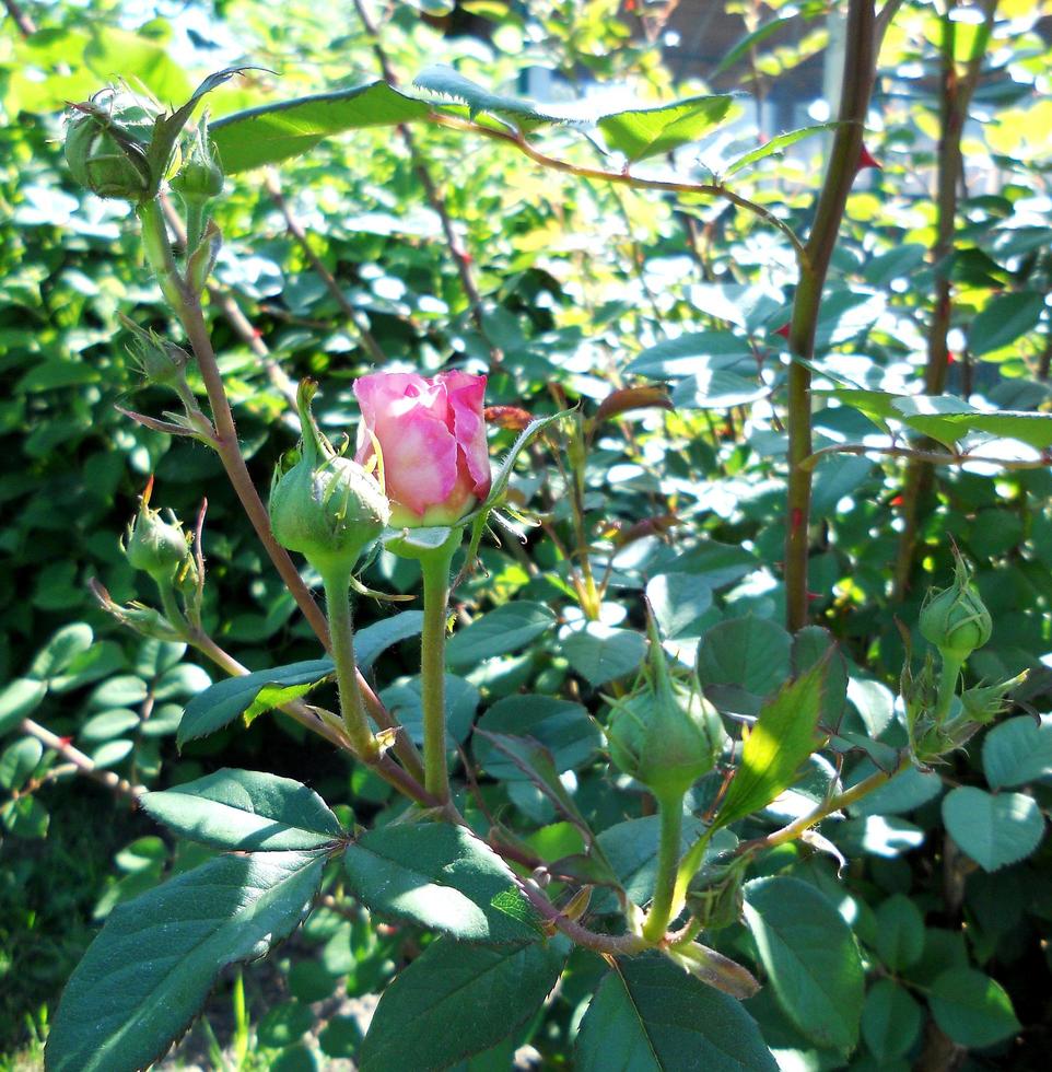 das farbenfrohe Foto zeigt blühende Blumenrose