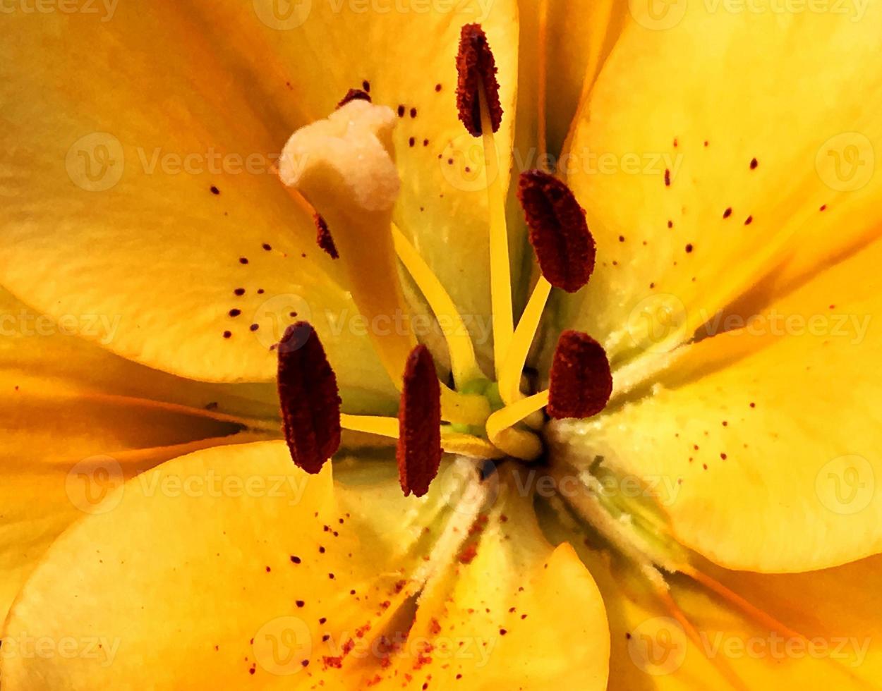 blühende Blume mit Blättern, lebendige natürliche Natur natural foto