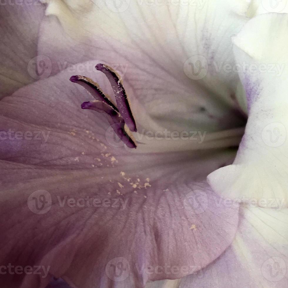 blühende Blume mit Blättern, lebendige natürliche Natur natural foto