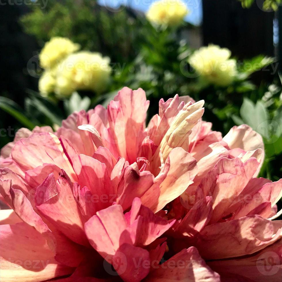 das farbenfrohe Foto zeigt blühende Blumenpfingstrose