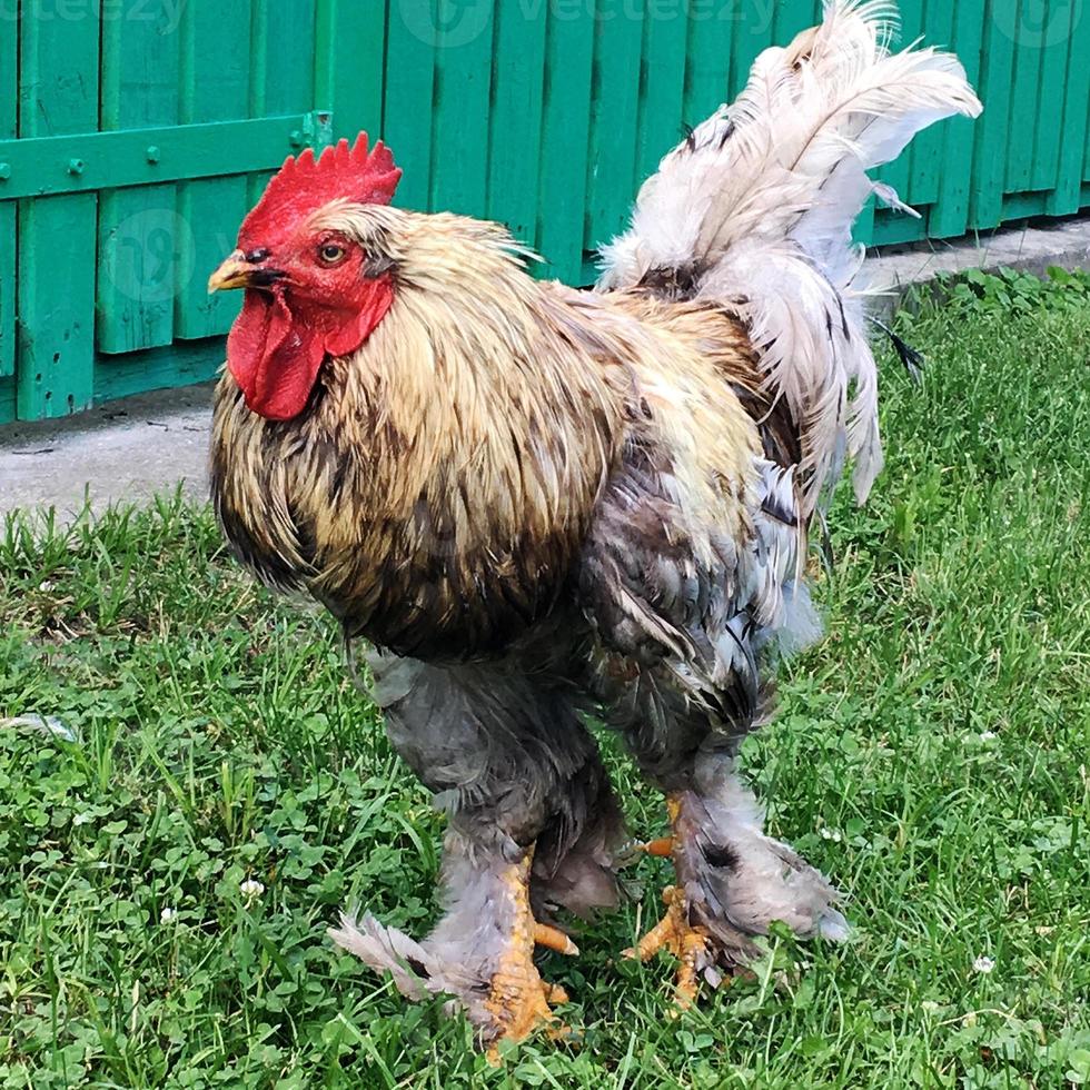 Vogelhahn auf der Suche nach Nahrung im grünen Gras foto